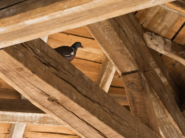 Nettoyage de toiture à Antibes